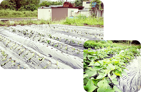 さつまいもを植える